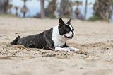 BOSTON TERRIER 381